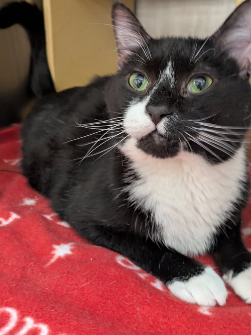 picture of the cat needing adoption
