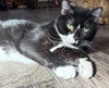 Sancho - Photo 2