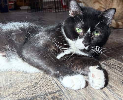 SANCHO - Domestic Short Hair available for adoption