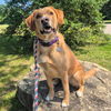 adoptable Dog in  named Sherlock