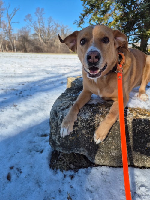 picture of the dog needing adoption