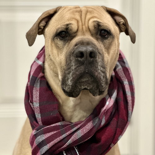 Duke — thumbnail 7