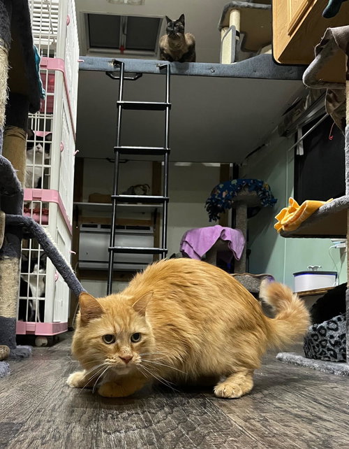 Winston, an adoptable Domestic Long Hair in Wauconda, IL