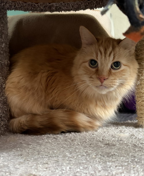 Photo 2 of Winston