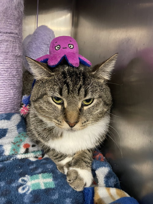 picture of the cat needing adoption