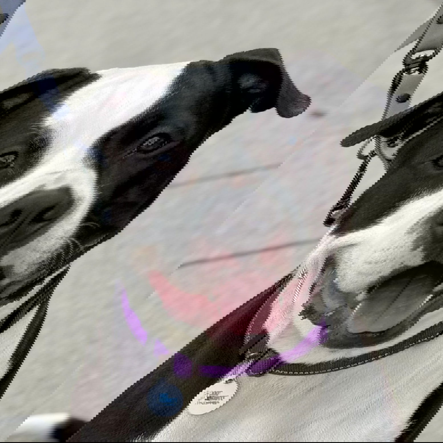 adoptable Dog in Wauconda, IL named Sledge