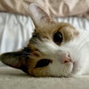 Ivy - Photo 5