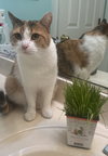 Ivy - Photo 13