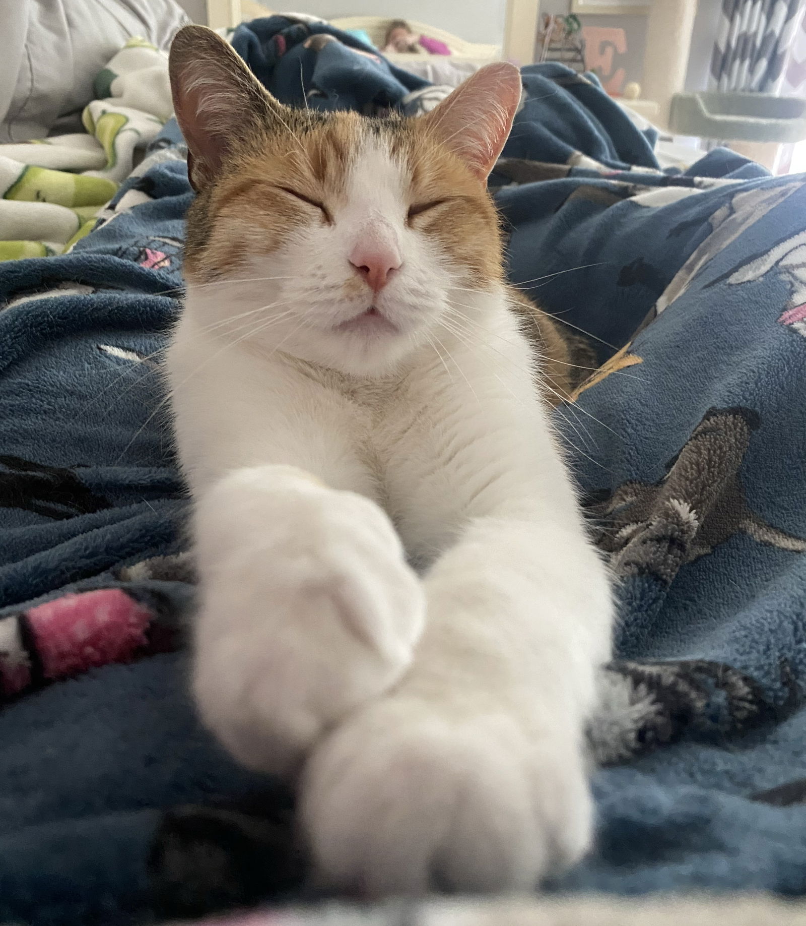 adoptable Cat in Wauconda, IL named Ivy