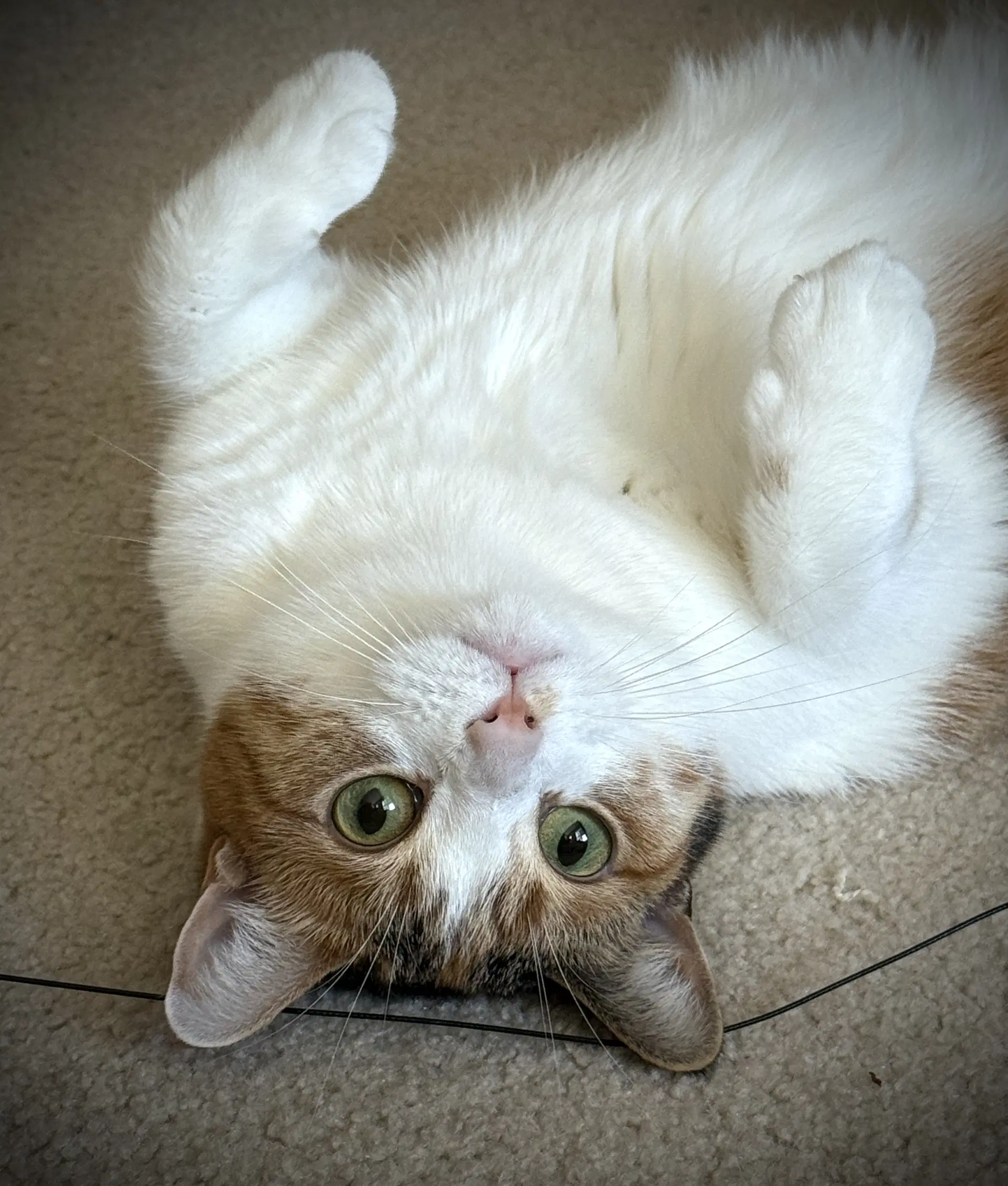Ivy - Domestic Short Hair