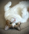 Ivy - Photo 1