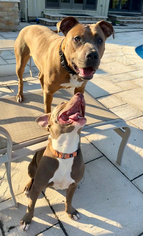 GIGI - Pit Bull Terrier available for adoption