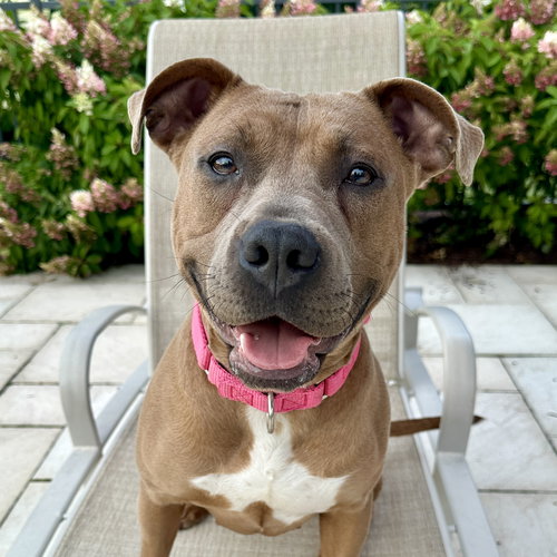 picture of the dog needing adoption