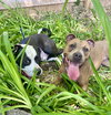 Gigi - Photo 3