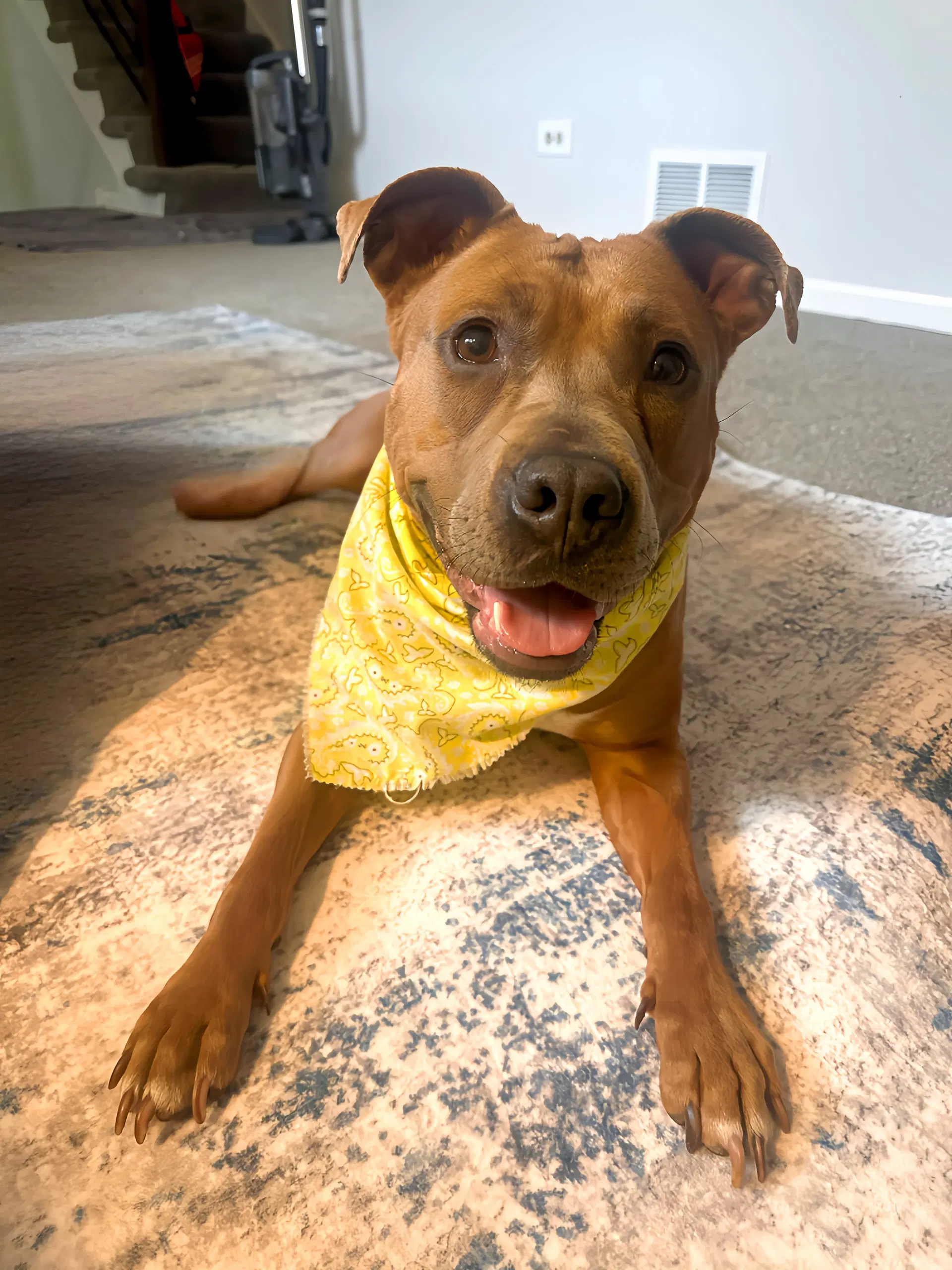 Gigi - Pit Bull Terrier