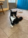 Sylvester - Photo 3