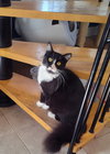 Sylvester - Photo 4