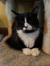 Sylvester - Photo 6