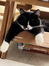 Sylvester - Photo 7