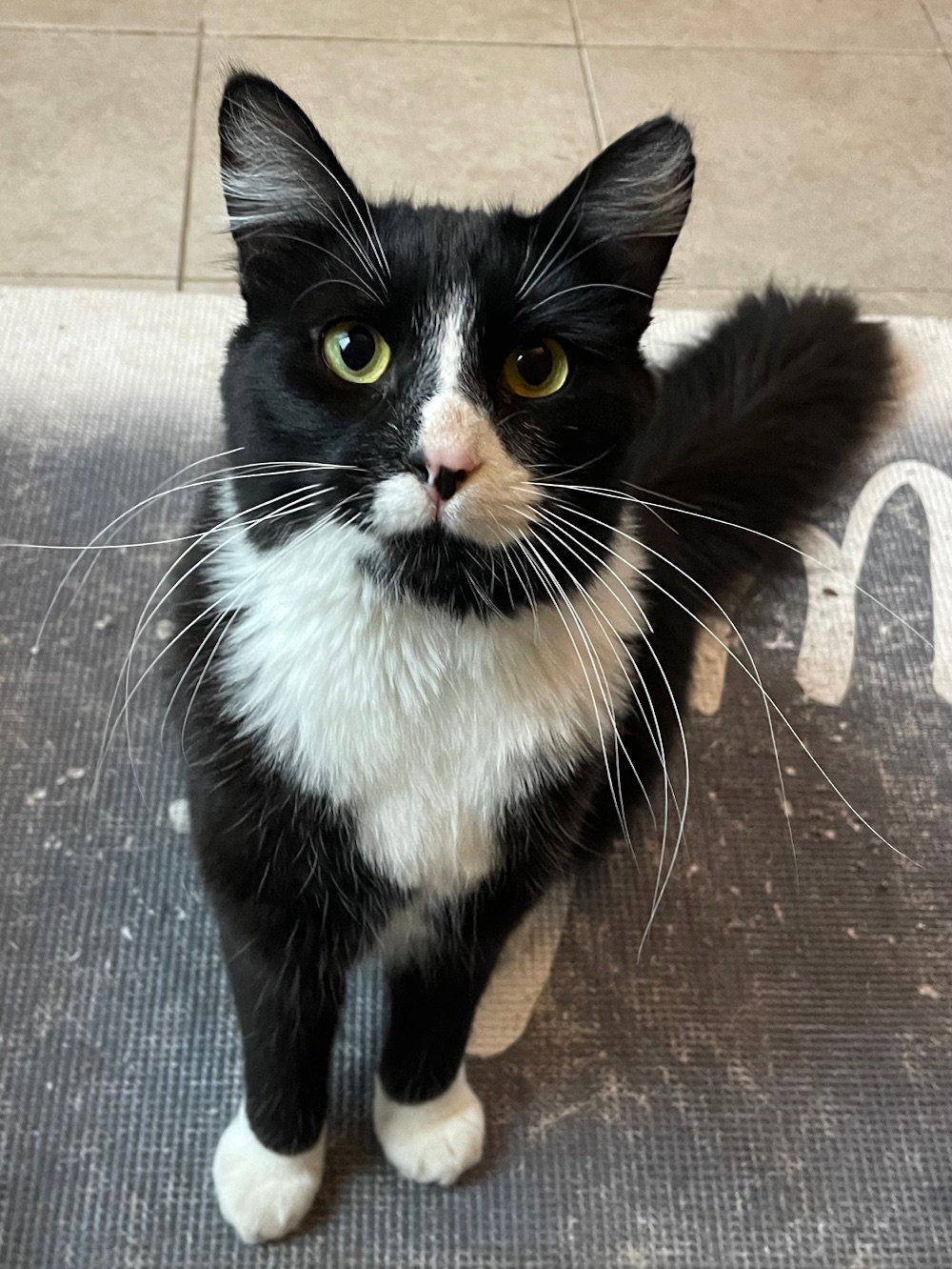 Sylvester