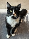 Sylvester - Photo 1