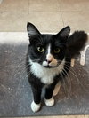 Sylvester - Photo 2