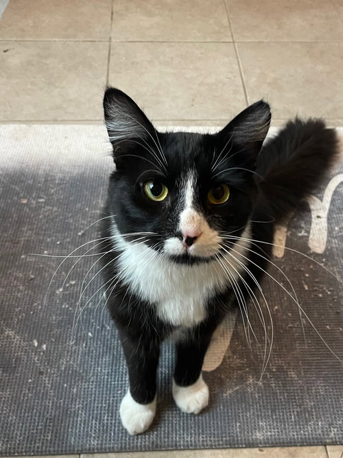 SYLVESTER - Domestic Long Hair / Tuxedo available for adoption