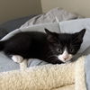 adoptable Cat in , IL named Frosted Flakes