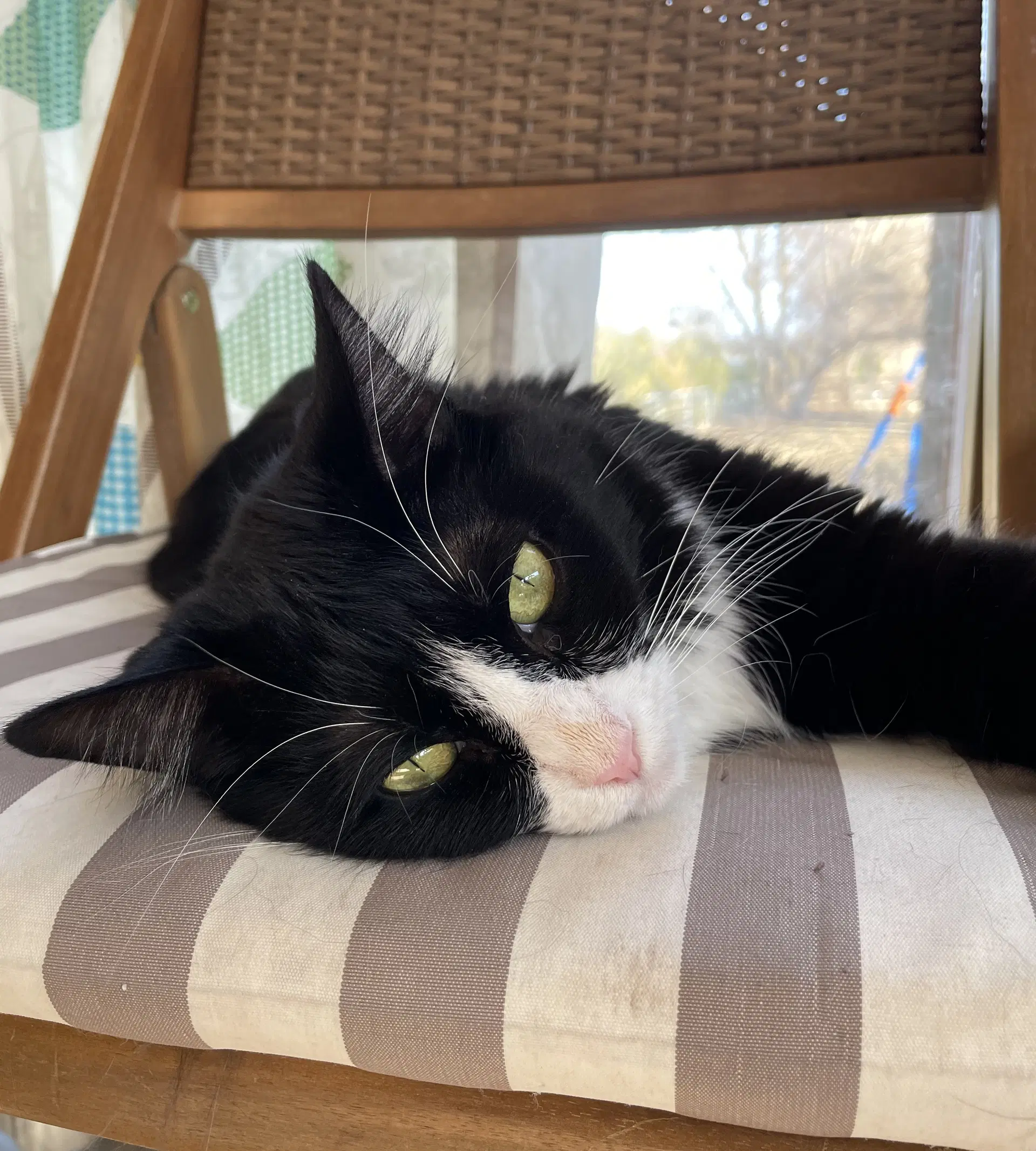 Roti - Domestic Medium Hair