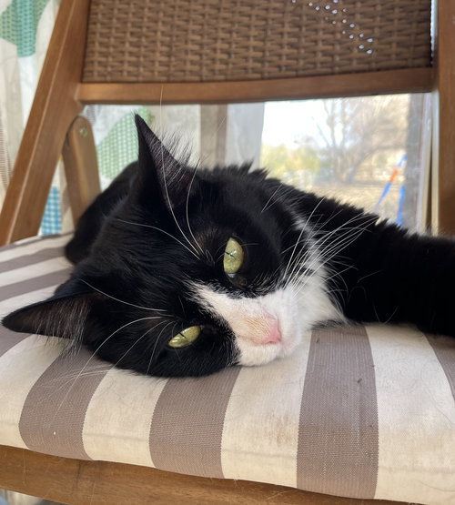 picture of the cat needing adoption