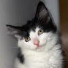 adoptable Cat in , IL named Dobby
