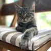 adoptable Cat in  named Mustard