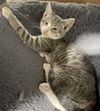 adoptable Cat in  named Poach