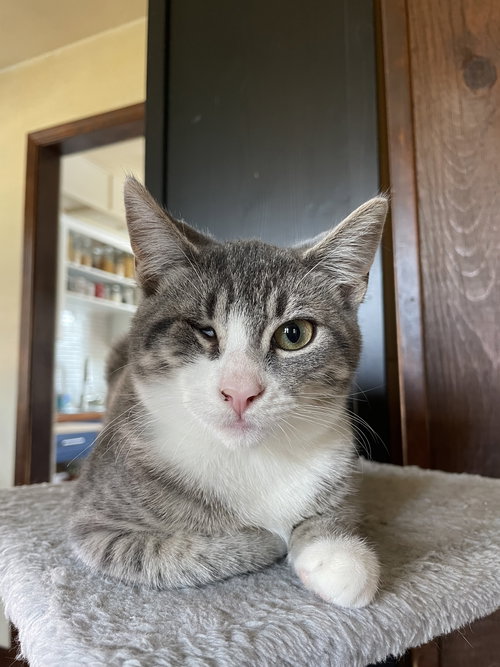 picture of the cat needing adoption