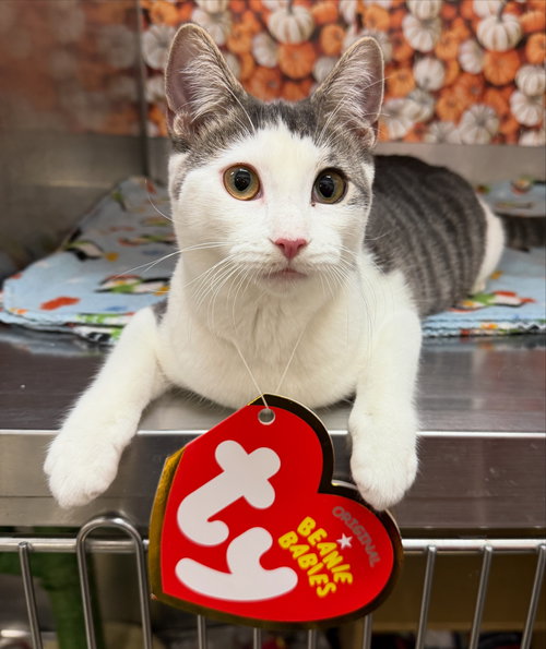 picture of the cat needing adoption