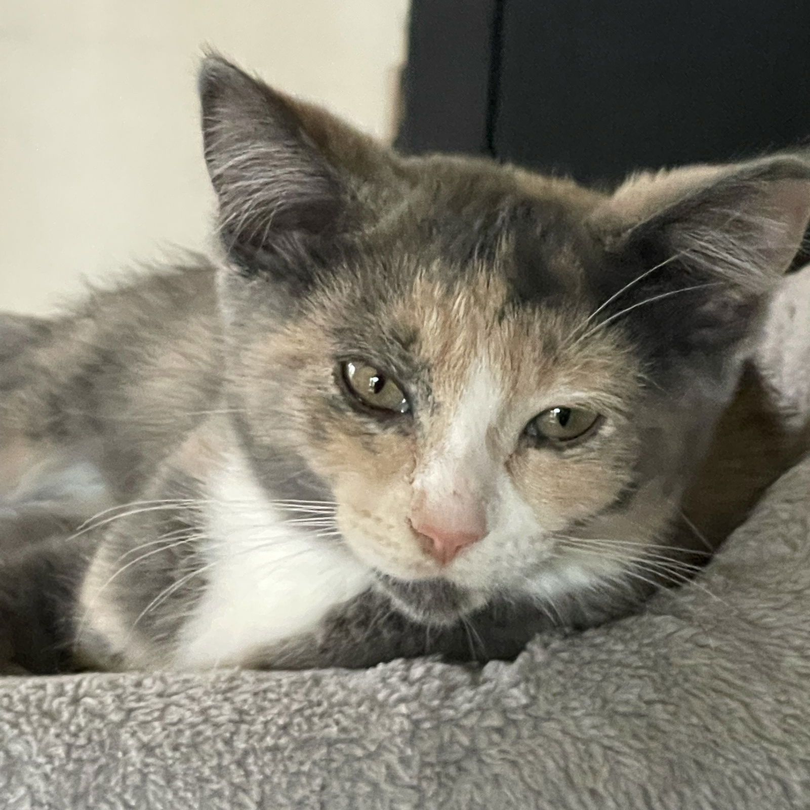 adoptable Cat in Wauconda, IL named Donut