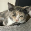 adoptable Cat in  named Donut