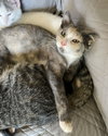 Donut - Photo 9