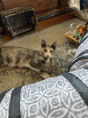 Donut - Photo 5