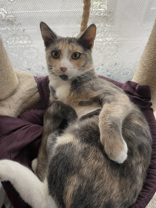 picture of the cat needing adoption