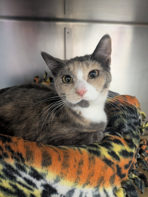 DONUT - Domestic Short Hair / Dilute Calico available for adoption