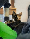 Munchkin - Photo 8