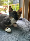 Munchkin - Photo 9