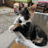 adoptable Cat in  named Munchkin