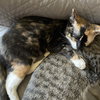 Munchkin - Photo 6