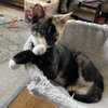 Munchkin - Photo 7