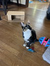 Munchkin - Photo 3