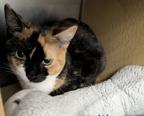 MUNCHKIN - Domestic Short Hair / Calico available for adoption