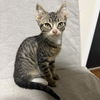 adoptable Cat in  named Skillet
