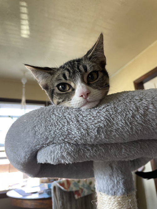 picture of the cat needing adoption